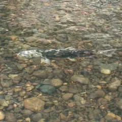 Chum Salmon thumbnail 2