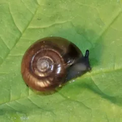 Draparnaud's Glass Snail thumbnail 1