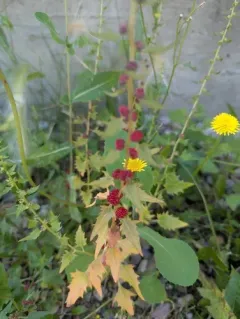 Strawberry Goosefoot thumbnail 1
