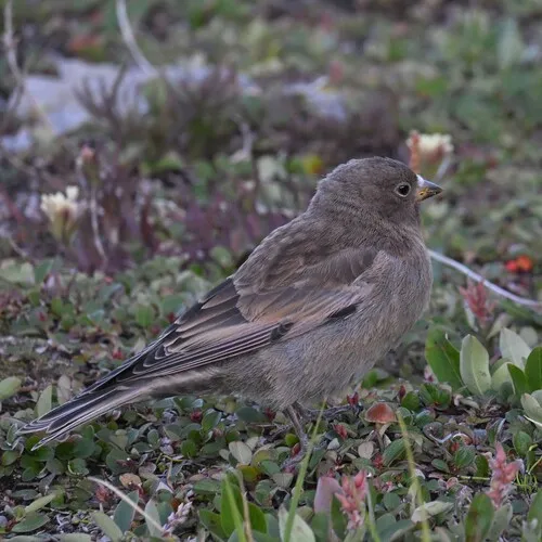 Gray-crowned Rosy-Finch