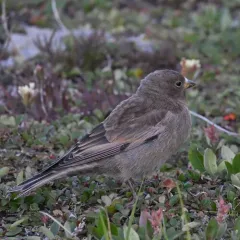 Gray-crowned Rosy-Finch thumbnail 1
