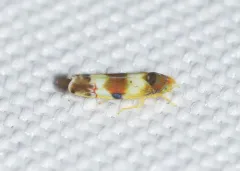 Erythroneura bistrata thumbnail 3