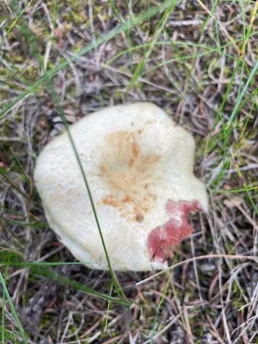 Lactarius barrowsii