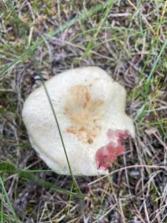 Lactarius barrowsii thumbnail 1