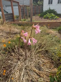 Belladonna Lily thumbnail 2
