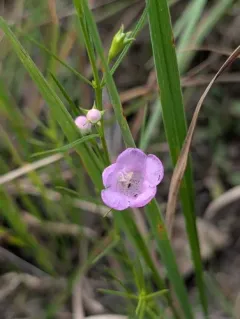 rough purple false foxglove thumbnail 1