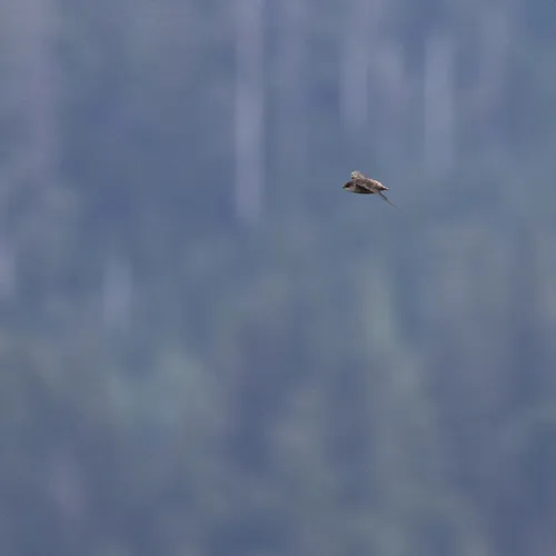 Vaux's Swift