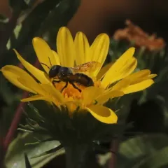 Colorado Mason thumbnail 1