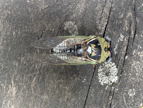 Walker's Annual Cicada
