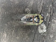 Walker's Annual Cicada thumbnail 1