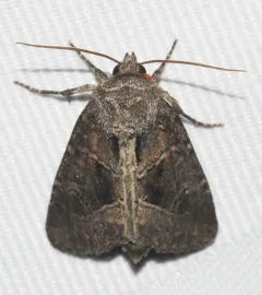 obtuse sedge borer thumbnail 2