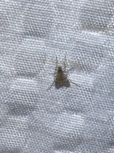 Thienemannimyia barberi