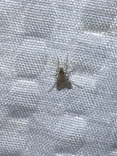 Thienemannimyia barberi thumbnail 1