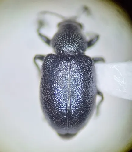Auletobius congruus