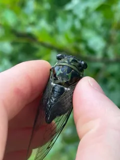 Robinson's Annual Cicada thumbnail 1