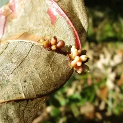 oak wheat gall thumbnail 3