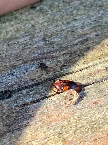 Three-banded False Flower Beetle