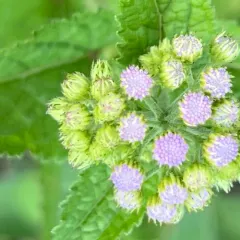 blue mistflower thumbnail 3