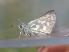 Nevada Skipper thumbnail 2