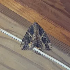 Betrothed Underwing thumbnail 1