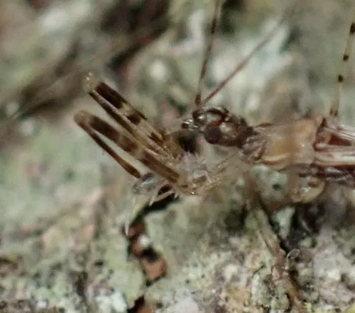 Empicoris vagabundus
