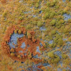 Shrubby Sunburst Lichen thumbnail 2