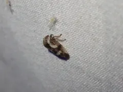 Ophiderma grisea thumbnail 2