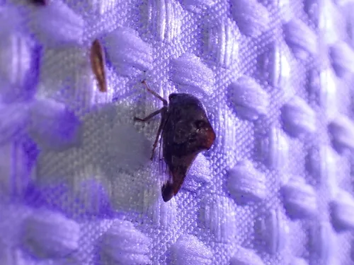 Palonica tremulata