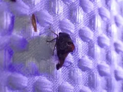Palonica tremulata thumbnail 1