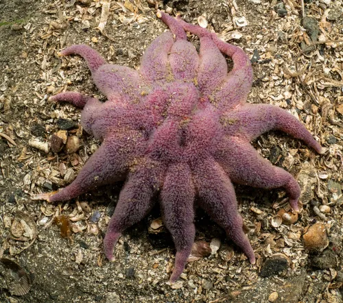 Purple Sun Star