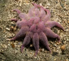 Purple Sun Star thumbnail 1