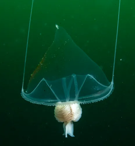 Hanging Stomach Jelly
