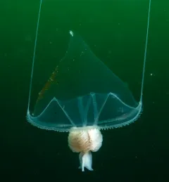 Hanging Stomach Jelly thumbnail 1