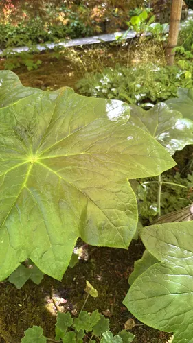 many-flowered Chinese mayapple