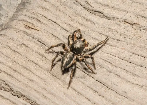 Habronattus kubai