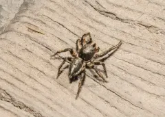 Habronattus kubai thumbnail 1