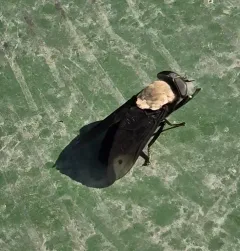 Western Black Horse Fly thumbnail 1