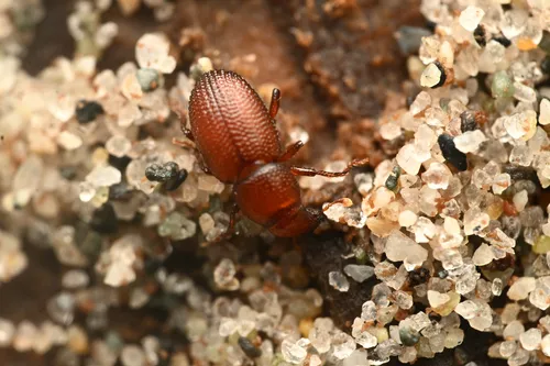 Elassoptes marinus