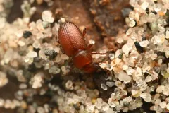 Elassoptes marinus thumbnail 1