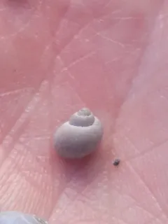 Bear Lake Springsnail thumbnail 2