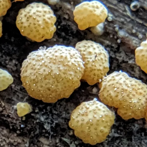 Trichoderma strictipile