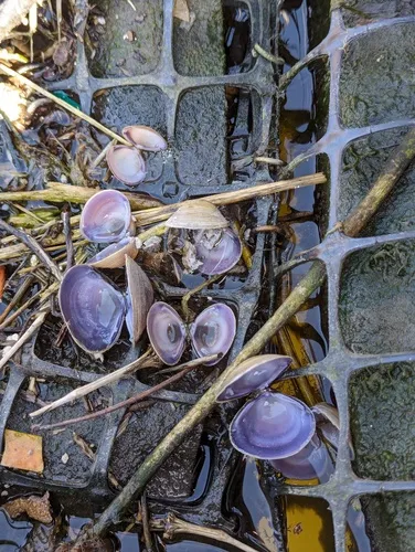Purple-Nacre Clam