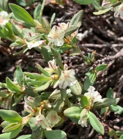 Shasta knotweed thumbnail 2