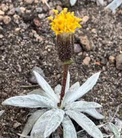silky raillardella thumbnail 2