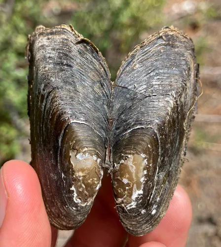 Western Ridged Mussel