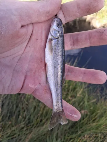 Northern Leatherside Chub