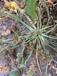 alisma-leaved button-celery thumbnail 2
