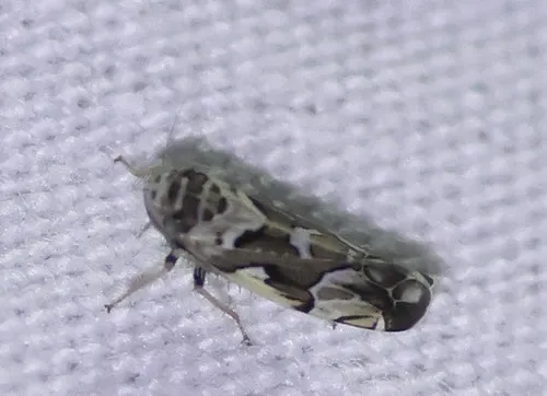 Sanctanus cruciatus