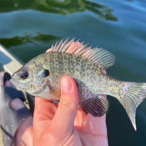 Redear Sunfish