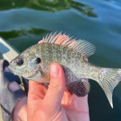 Redear Sunfish thumbnail 1
